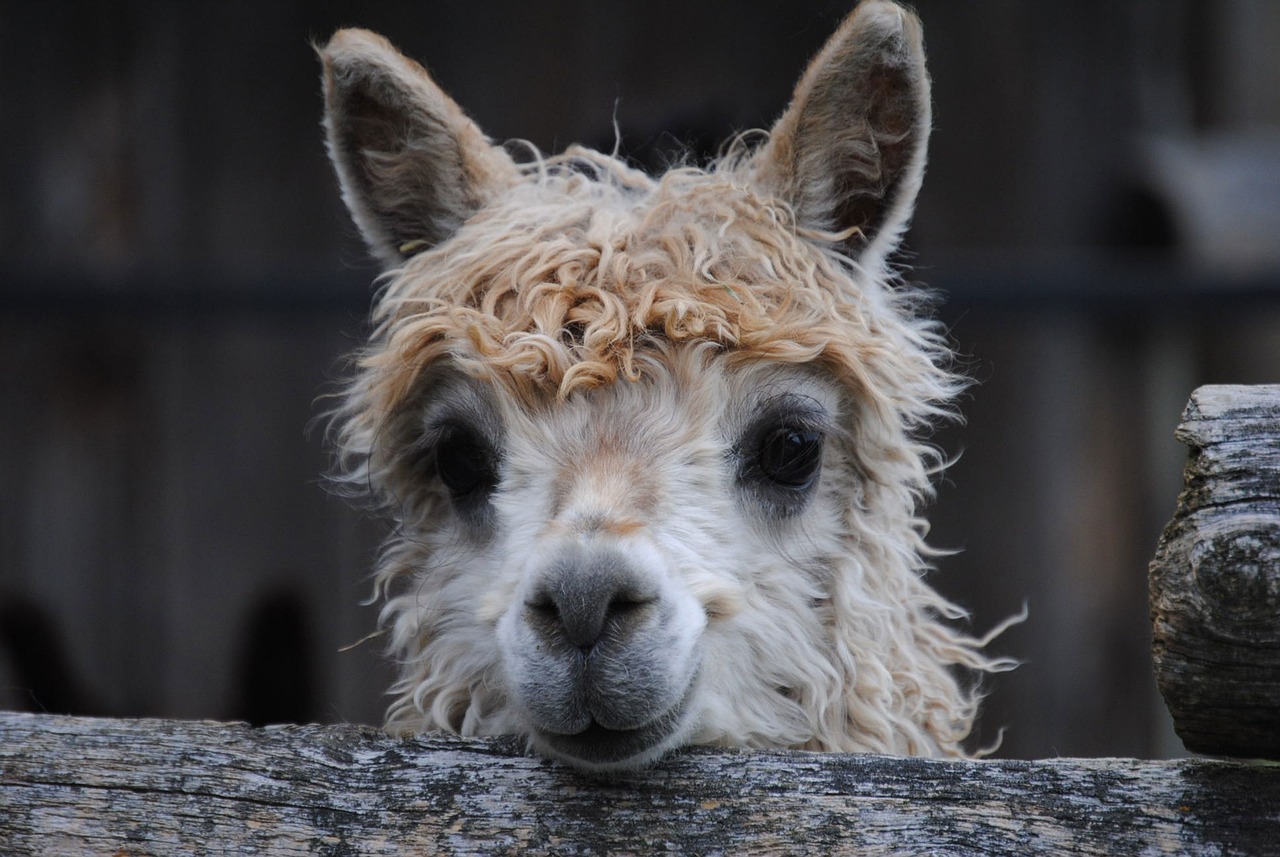 alpaca-g5bf1e987f_1280