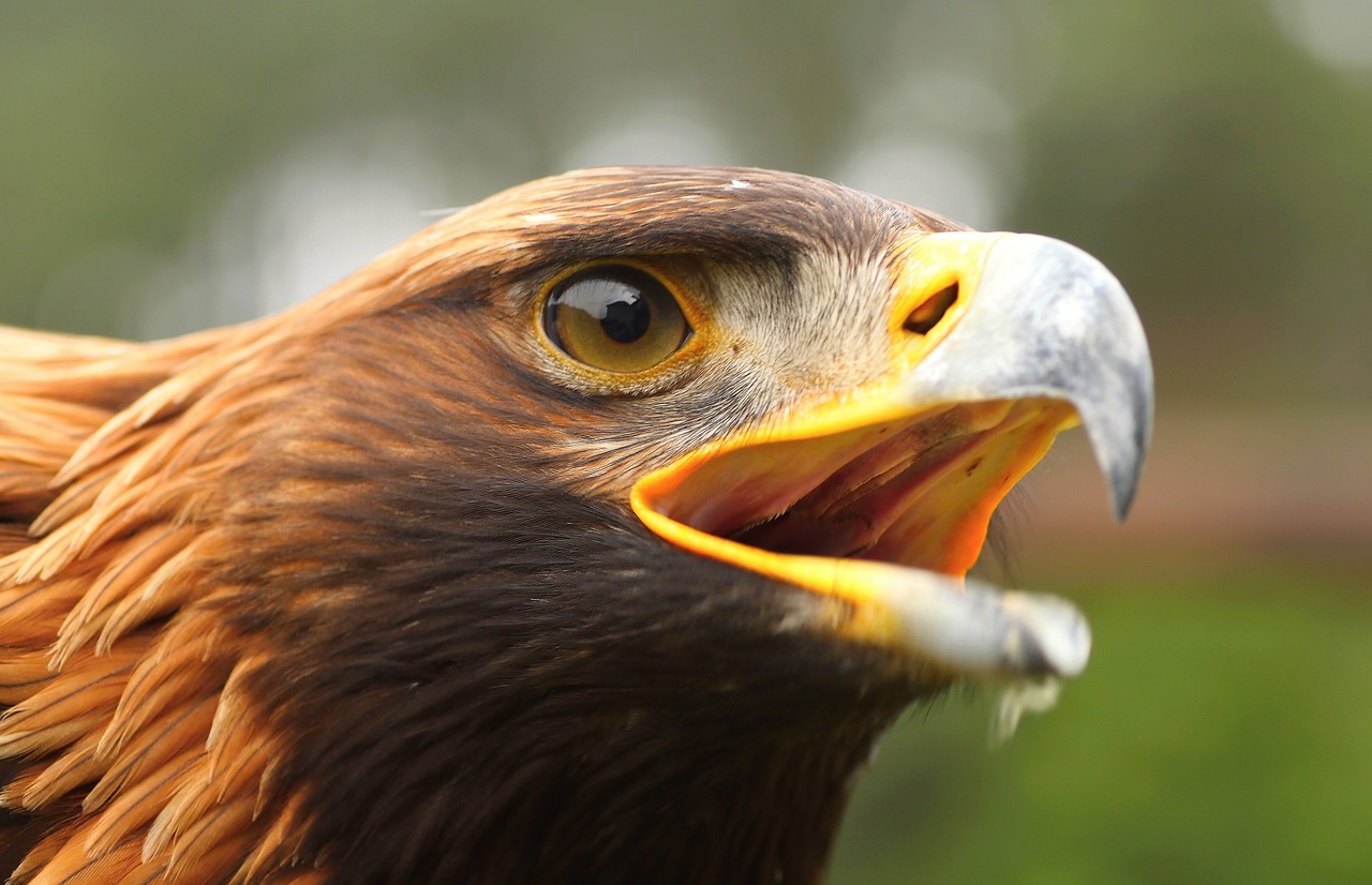 golden-eagle-g8f6245325_1280