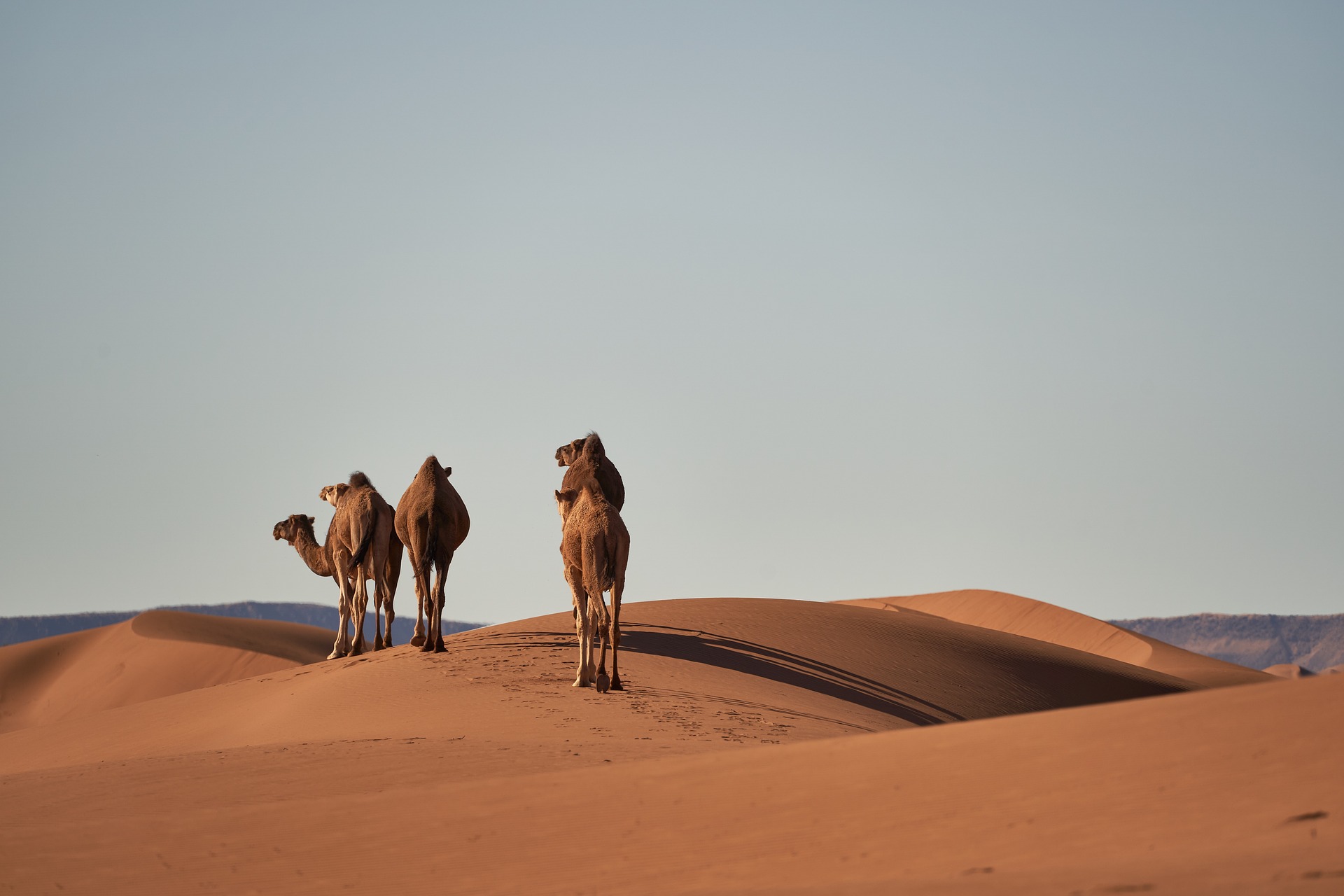camels-gc9431480e_1920