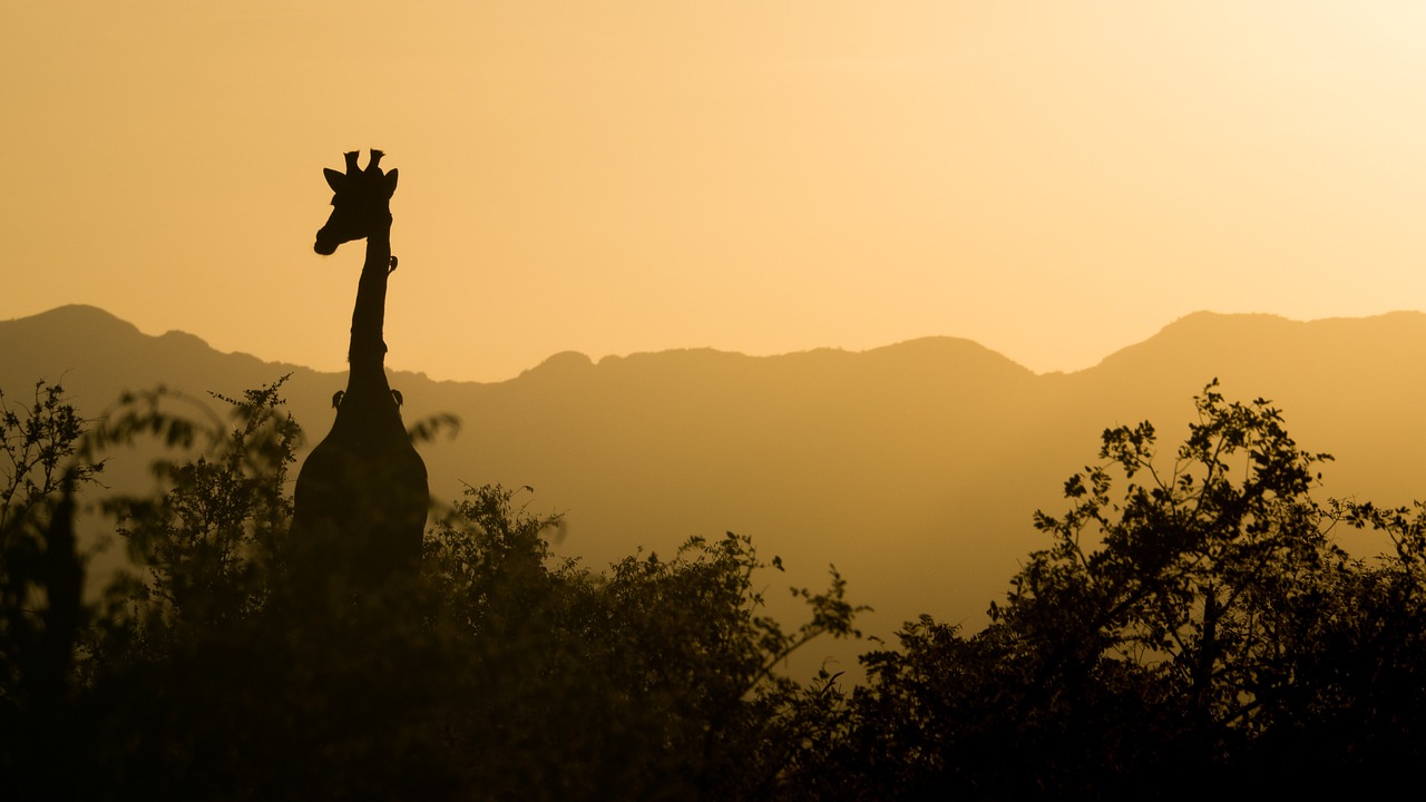 giraffe-gf9032c8bf_1280